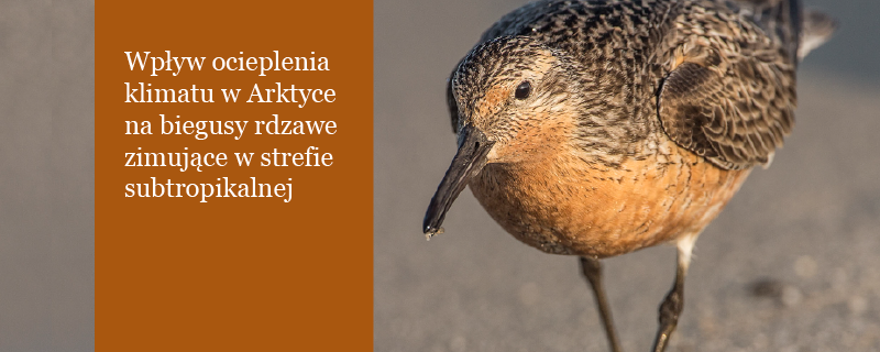 Biegusy rdzawe