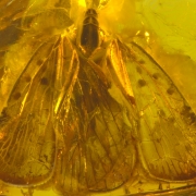 Inkluzja pluskwiaka (Hemiptera) z rodziny Achilidae w eoceńskim bursztynie bałtyckim